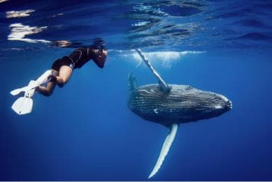 Whale Watching + Cayo Levantado