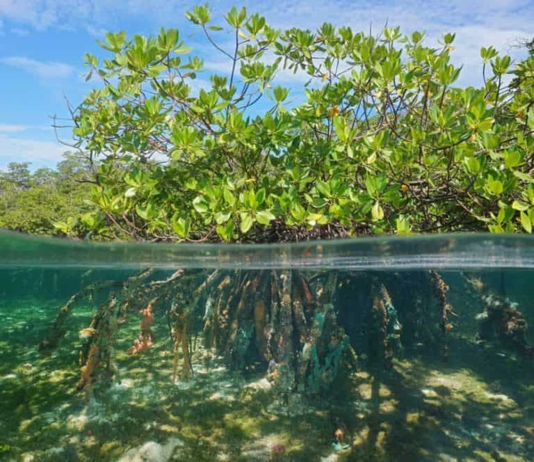 Los Haitises Boat Private trip – From Punta Cana