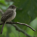 Birding: 4 Days of Bird Watching Dominican Republic