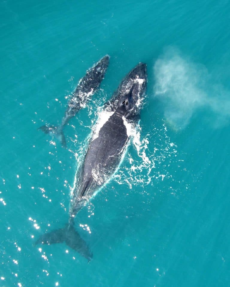Samaná Whale Watching & Cayo Levantado (Bacardi Island) From Boca Chica