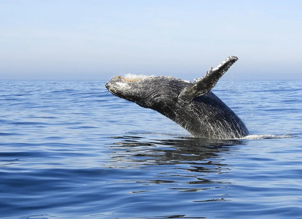 Whale Watching from Uvero Alto and Cayo Levantado (Bacardi Island)