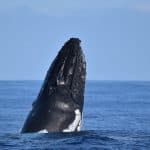 Sabana de la Mar Whale Watching & Cayo Levantado (Bacardi Island)
