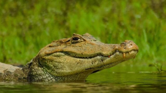 Puerto Rico: El Yunque Rainforest Guided Tour with Transfers