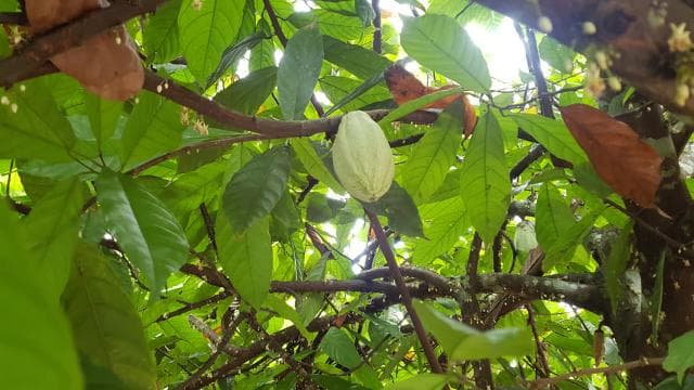 Puerto Limon: Half-Day Tortuguero Canals & Playa Bonita Tour