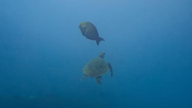 Whales Watching Adventure in Uvita with Expert Guides