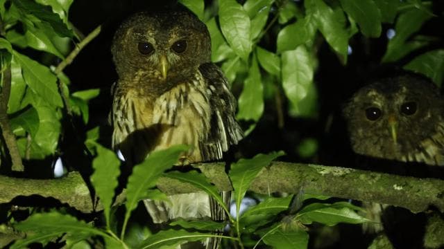 Monteverde: Oktari Monteverde Night Walk Tour