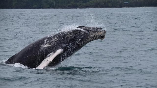 Drake Bay - Whales and Dolphins Watching Tour