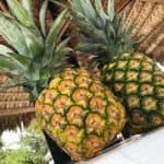 Full day Saona Island adventure