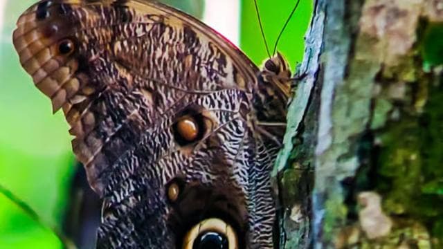 Manuel Antonio National Park: Private Nature Experience