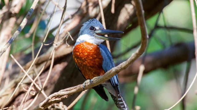 Private Avellanas Wildlife Walk