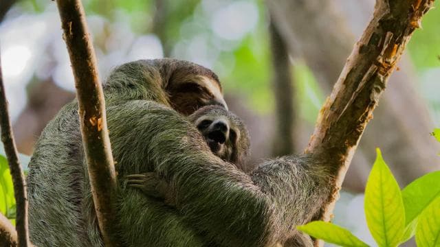 Manuel Antonio Park: Guided Walking Tour with a Naturalist