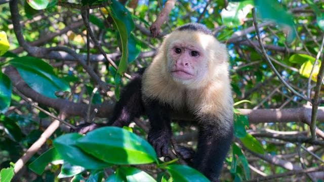 Quepos: Kajaktour in den Mangroven in der Nähe des Manuel Antonio Parks - Photo 1 of 10
