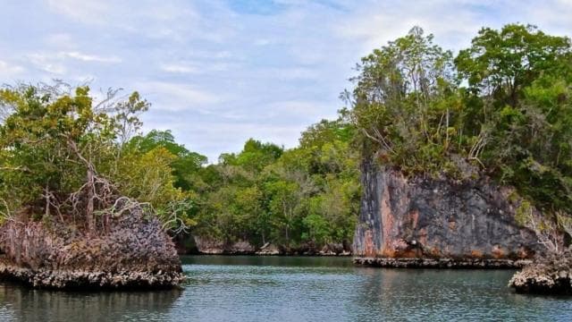 From Samana: Los Haitises Boat and Walking Tour with Lunch
