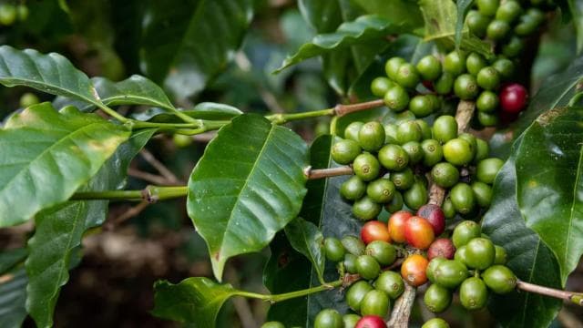 Monteverde: Coffee Tour and Sugar Cane El Pueblo - Dominican Republic