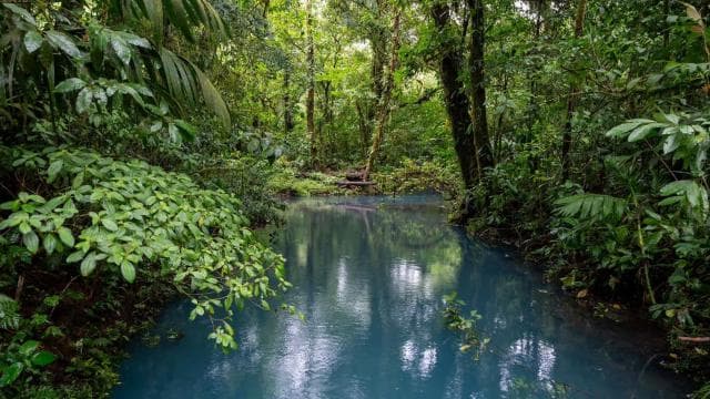 La Fortuna Town: Rio Celeste and Tenorio National Park Tour