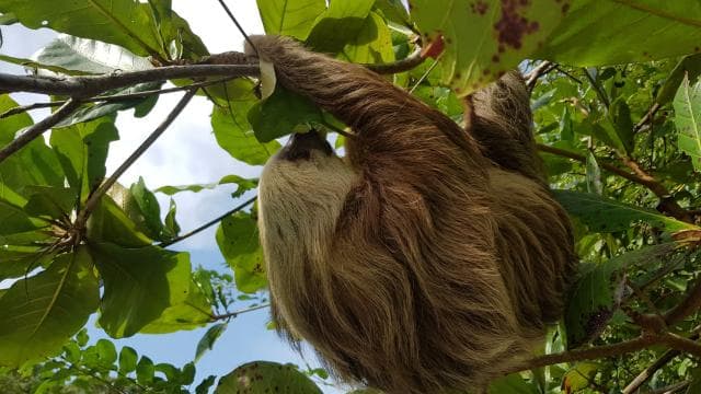 Puerto Limon: City Highlights and Cahuita National Park Tour