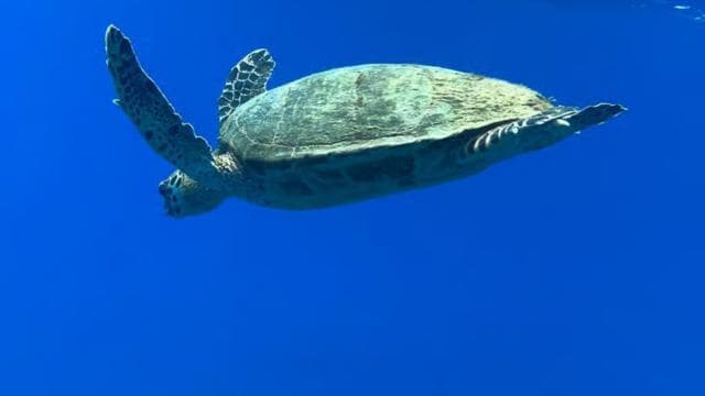 Uvita: Snorkeling in Caño Island