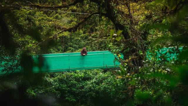 From Monteverde: Monteverde Suspension Bridge Guided Hike - Dominican Republic