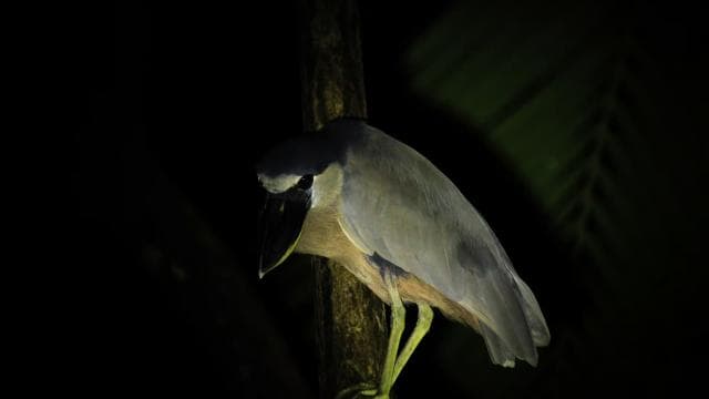 Manuel Antonio Mangrove Boat Night Tour