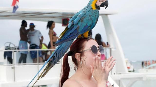 Punta Cana Booze Cruise, Snorkeling, with Sand-Bar