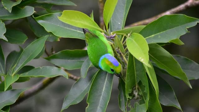 Monteverde: Hanging Bridges in the Cloud Forest Guided Tour