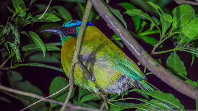 Santa Elena or Monteverde: Cloud Forest Night Walking Tour