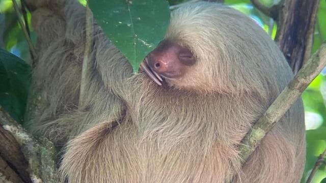 Quepos mangrove tour in Manuel Antonio by boat with monkeys