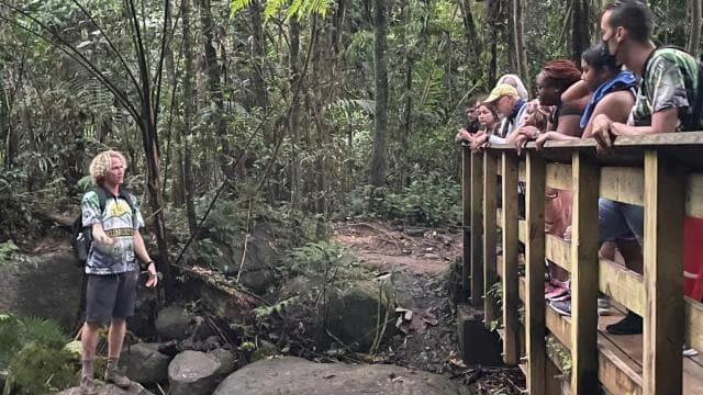 El Yunque Forest: Rainforest Nature Walk at Night Tour