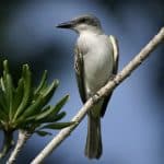 Vogelbeobachtung im Nationalpark Los Haitises - Dominican Republic