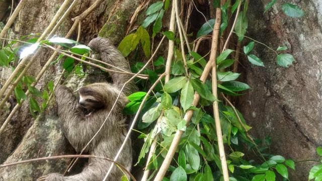 Punta Uva: Kayak and Sloth Watching Tour