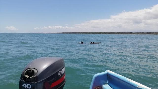 Manzanillo: Dolphin watching and Punta Mona Beach