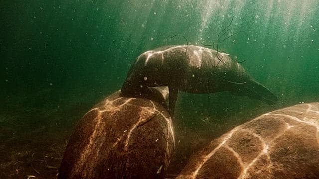 San Juan: Sea Turtles & Manatees Snorkeling with Video & Rum