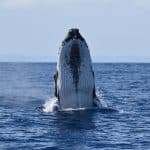 Ultimate Whale Watching Adventure in Samaná Bay