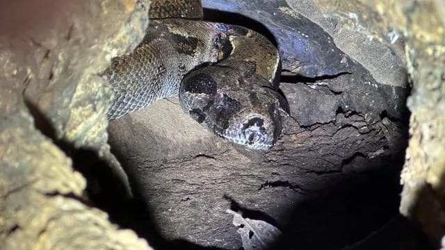 Puerto Jimenez: Nighttime Wildlife Hike with a Local Guide
