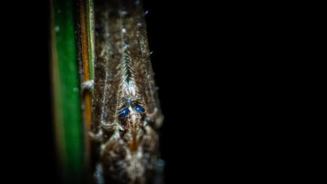 True Jungle Night Tour Manuel Antonio area