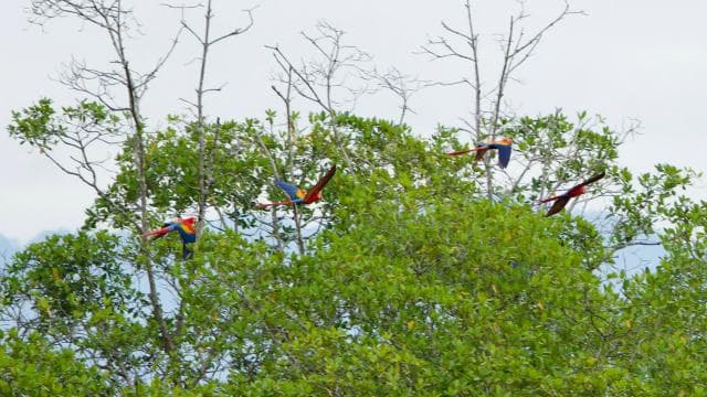 Quepos: Damas Island Authentic Local Mangrove Boat Tour