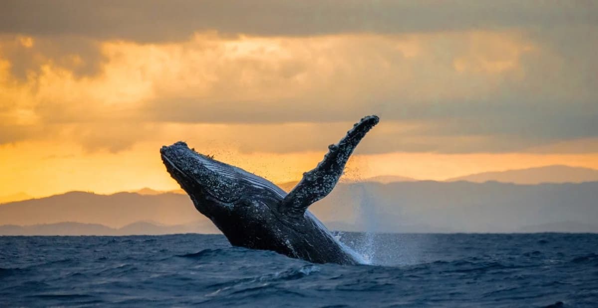 Private Whale Watching + Cayo Levantado (Small Boat Experience)