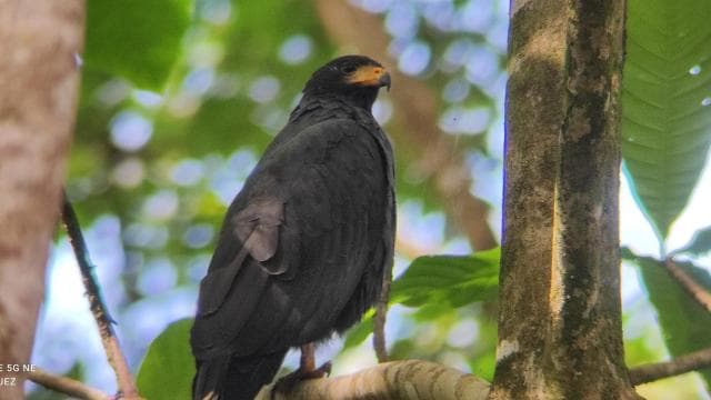 Puerto Viejo Talamanca: Hike through Gandoca Manzanillo Wild Life refuge.