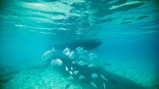 Fajardo: Private Sailing & Snorkeling Trip with Lunch