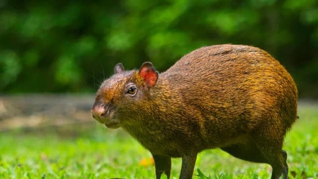 Santa Elena: Cloud Forest Reserve Guided Tour