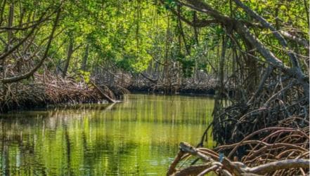 4in1: Los Haitises+ Kayaking+ Natural Pools+ Montana Redonda