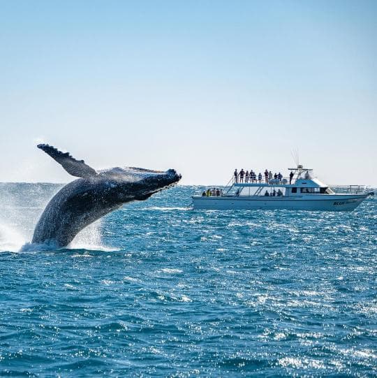 Samana : Private Whale watching & Kayaking