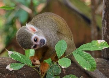 Puerto Plata: ATV Ride Adventure And Monkeys + Lunch