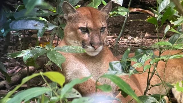 Corcovado National Park: San Pedrillo Station Day Tour