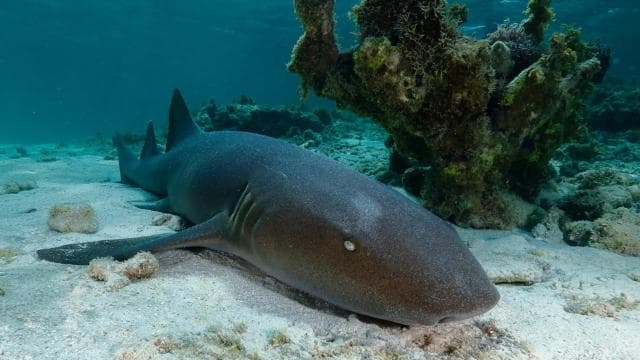 LICENSED Two-Hour Snorkeling Adventure Cahuita National Park