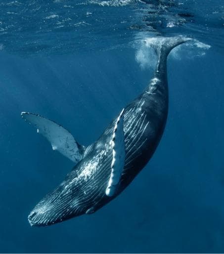 Miches Whale Watching + Laguna Limón Kayaking Tour — Meeting Point in Miches