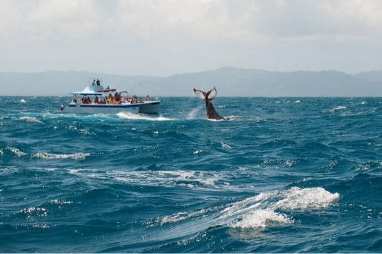 Private: Whale Watching + Cayo Levantado from Sabana de la Mar