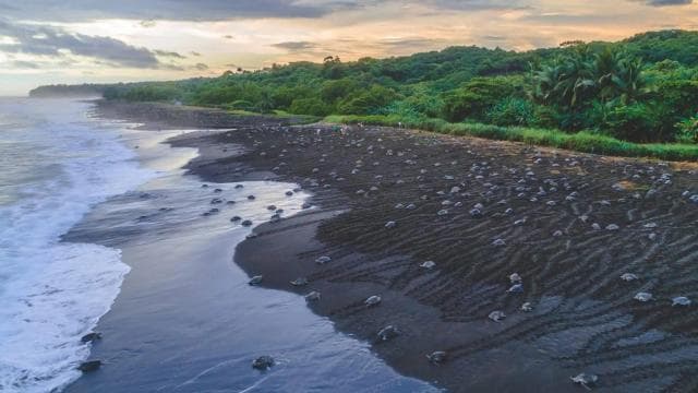 Costa Rica: Hundreds of thousands Olive Ridley Sea Turtles