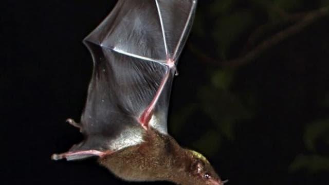 Monteverde Cloud Forest Night Walking Tour – Explore Nocturnal Wildlife