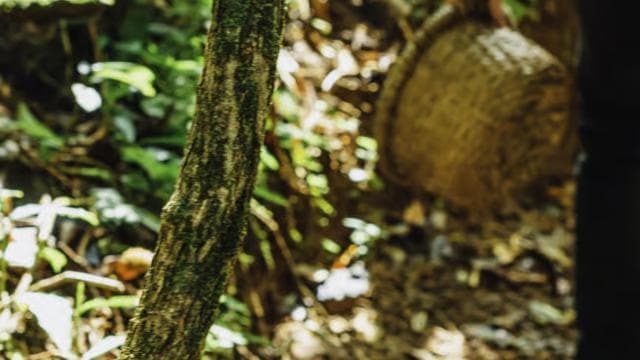 La Fortuna: Local Coffee Tour Experience